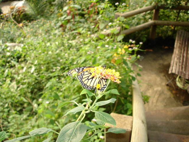 DSC00525.jpg