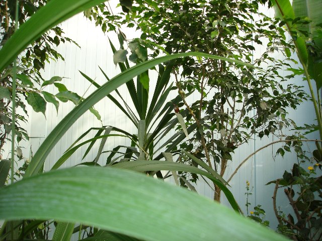DSC00528.jpg