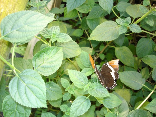 DSC00530.jpg