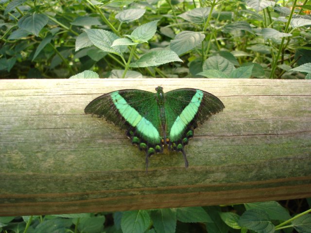 DSC00535.jpg