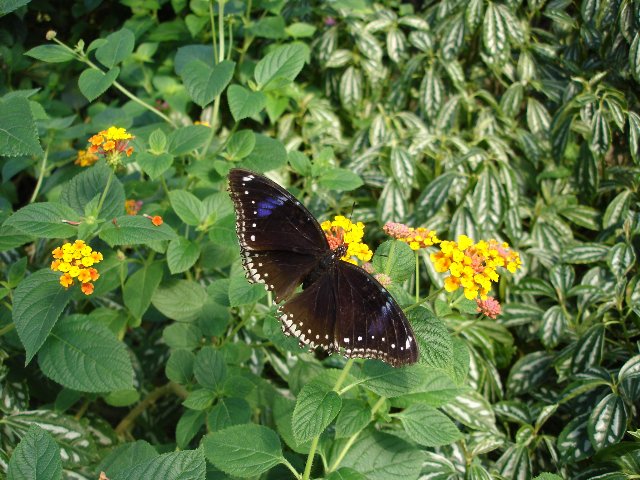 DSC00537.jpg