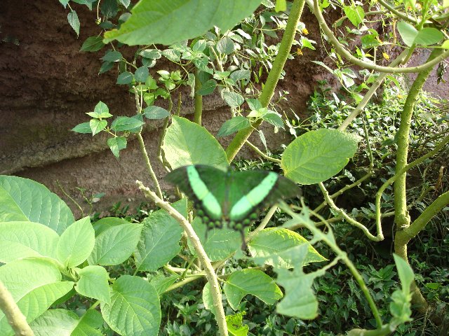 DSC00539.jpg
