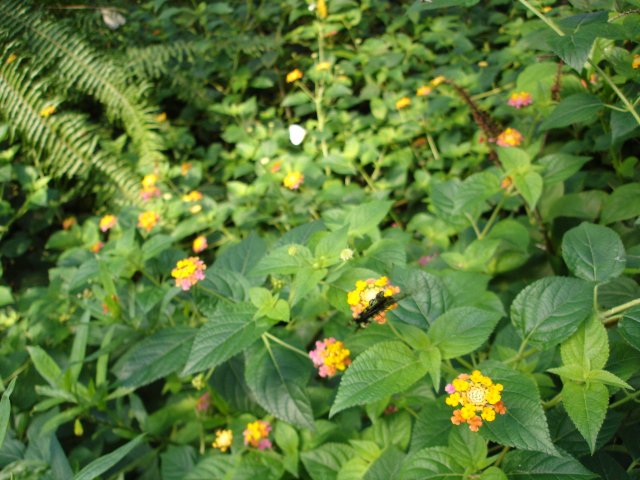 DSC00546.jpg