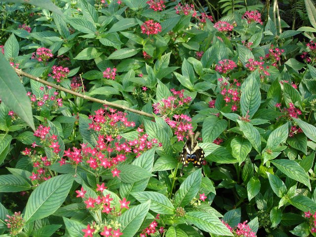 DSC00549.jpg