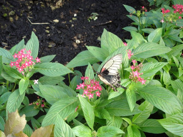 DSC00552.jpg