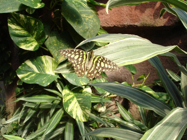DSC00555.jpg
