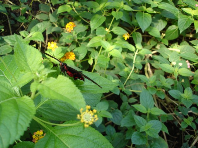 DSC00558.jpg