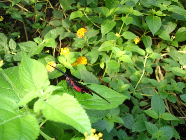 DSC00559.jpg