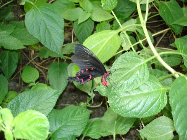 DSC00560.jpg