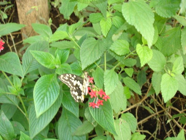 DSC00562.jpg