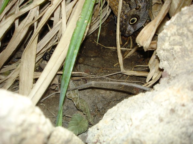 DSC00565.jpg