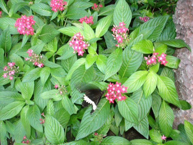DSC00567.jpg
