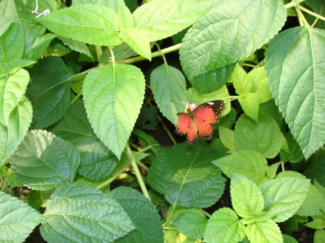 DSC00568.jpg