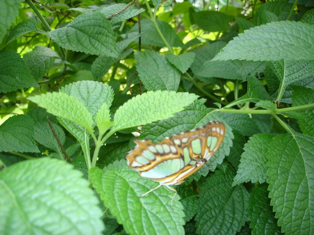 DSC00569.jpg