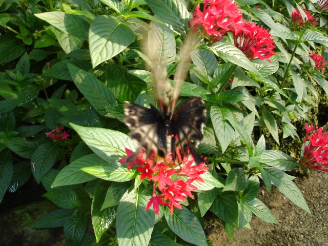DSC00572.jpg